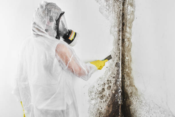 Best Attic Mold Remediation in Oconto Falls, WI