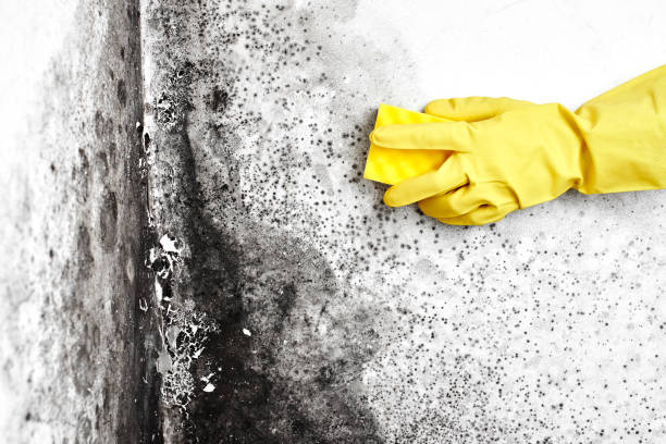 Best Basement Mold Remediation in Oconto Falls, WI