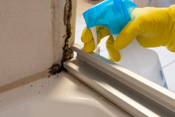 Best Black Mold Remediation in Oconto Falls, WI