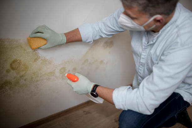 Best White Mold Remediation in Oconto Falls, WI