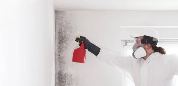 Best DIY Mold Remediation Support Services in Oconto Falls, WI
