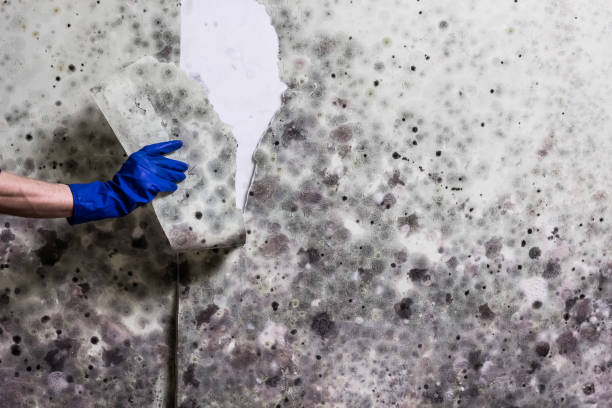 Best Crawl Space Mold Remediation in Oconto Falls, WI